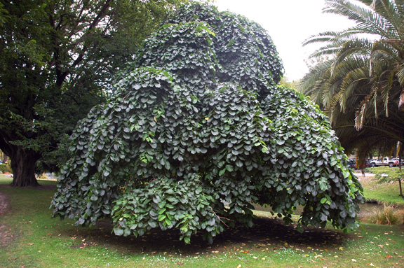 Ulmus glabra 'Camperdownii' in the Christchurch Botanical Garden, Christchurch, New Zealand.